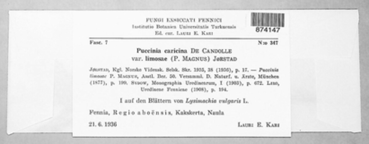 Puccinia caricina image